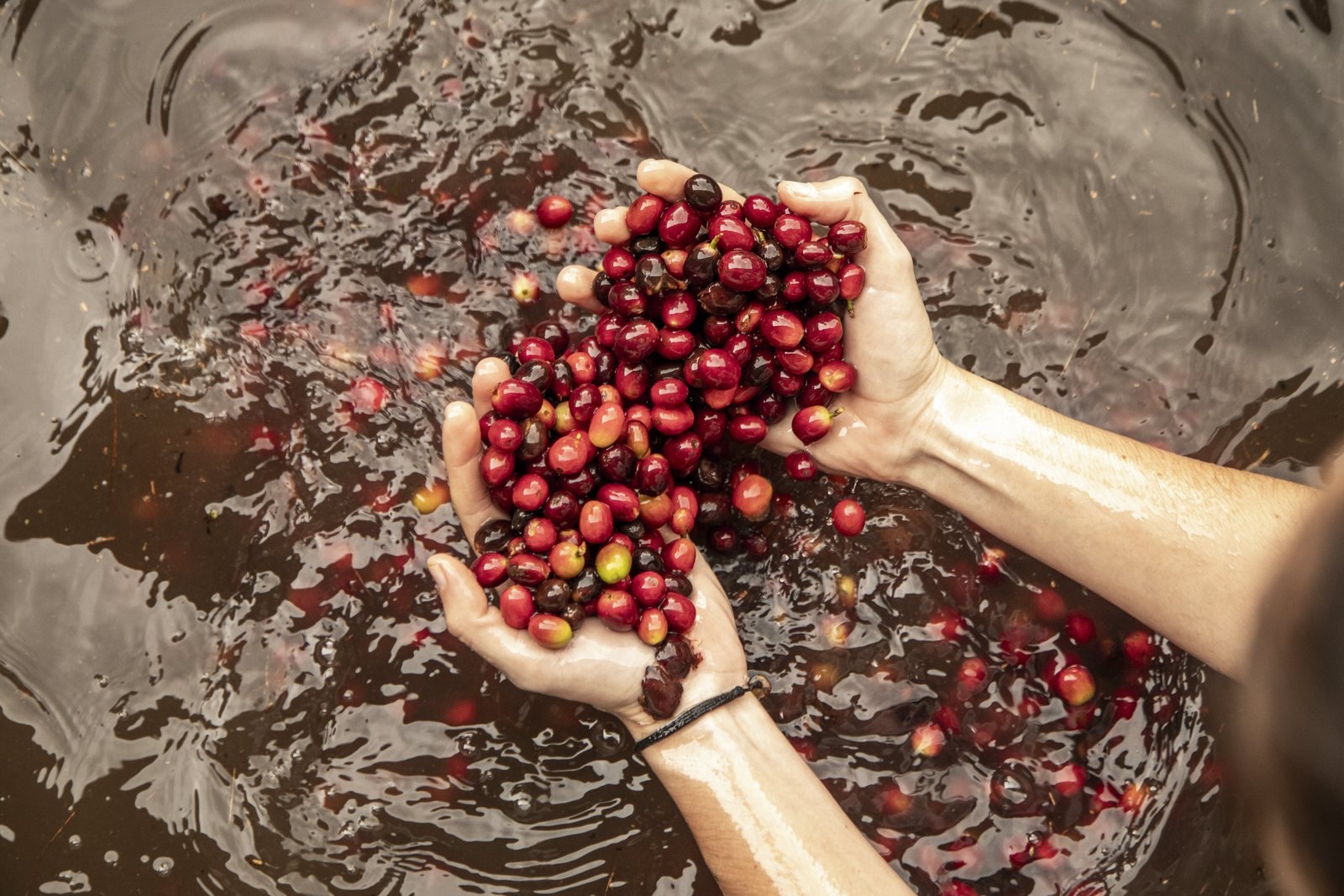 Dos manos levantando cerezas de café rojas del agua de lavado